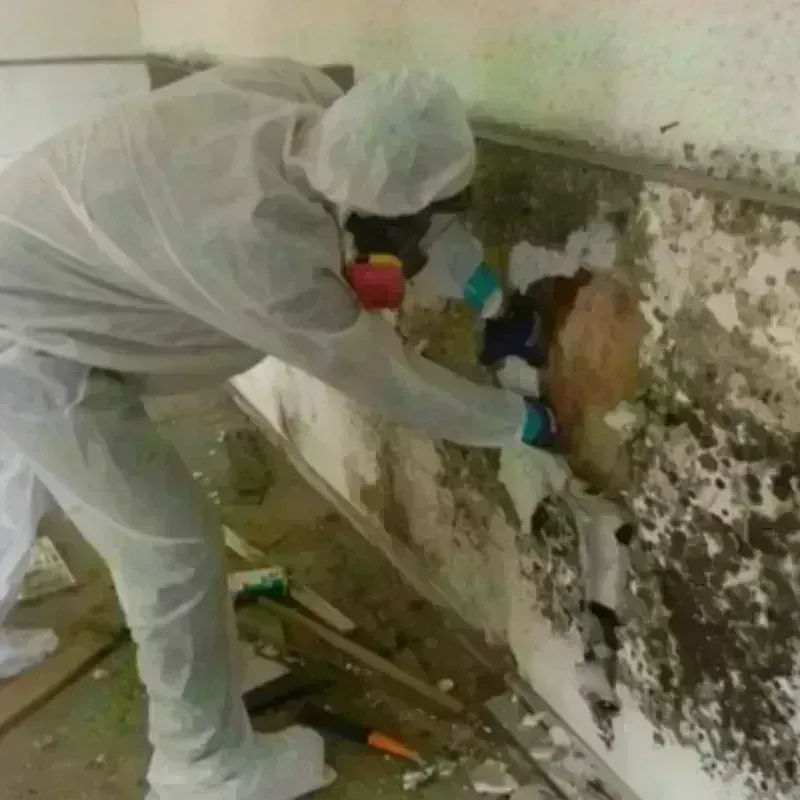 Mold Remediation and Removal in Nome, AK